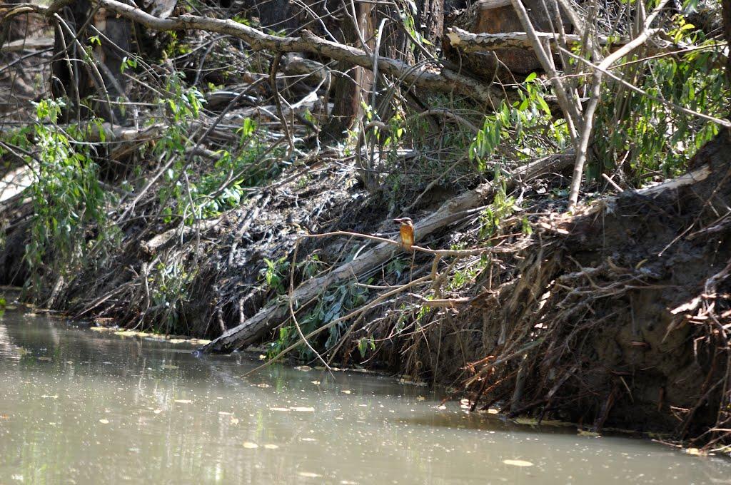 Дунайське з panoramio.com (ч.2) - Дунайское