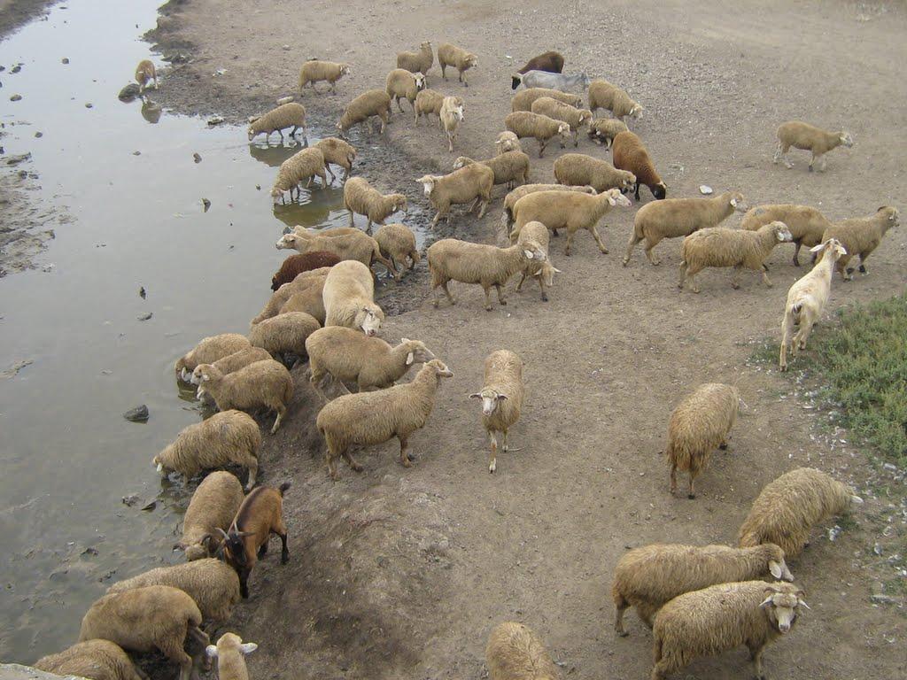 Задунаївка з panoramio.com - Задунаївка