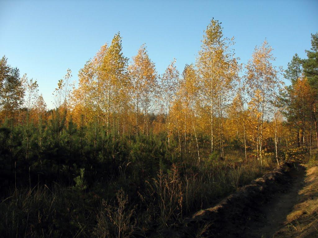Новосілки з panoramio.com - Новоселки