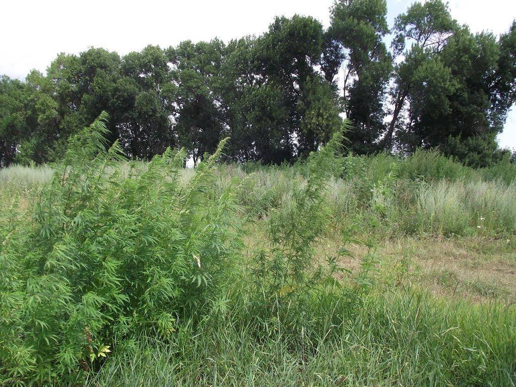 Мирівка з panoramio.com - Мирівка