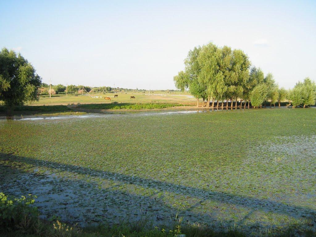 Орлівка з panoramio.com - Orlivka