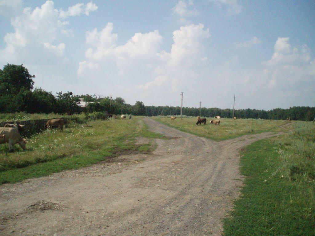 Новопостроїне з panoramio.com - Новопостроїне