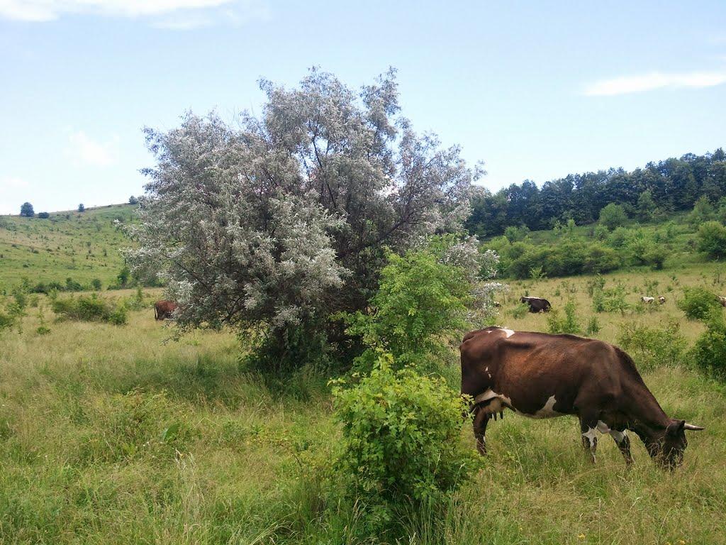 Новоукраїнка з panoramio.com - Новоукраїнка