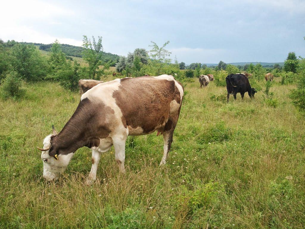 Новоукраїнка з panoramio.com - Новоукраїнка