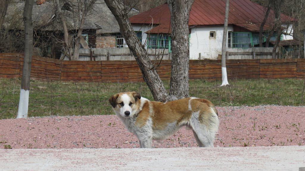 Чорнобиль з panoramio.com (ч.2) - Чернобыль