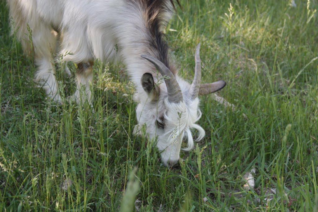 Дмитрівка з panoramio.com - Дмитровка