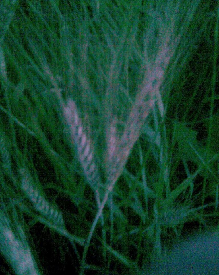 Рокитне з panoramio.com - Ракитное