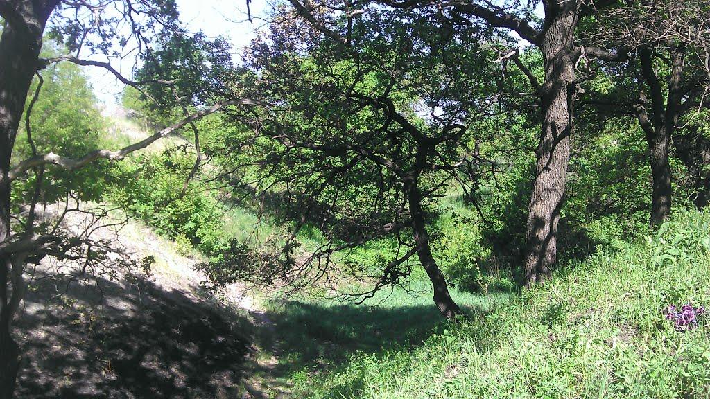 Золоте з panoramio.com - Золотое