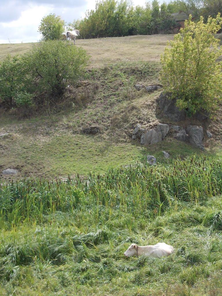 Троща з panoramio.com - Троща