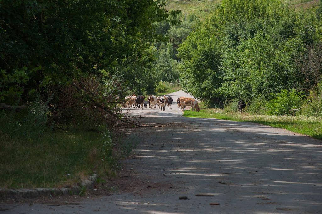 Скипче з panoramio.com - Skypche