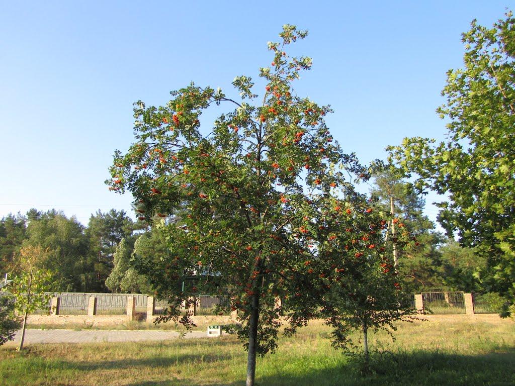 Щурове з panoramio.com - Щурово