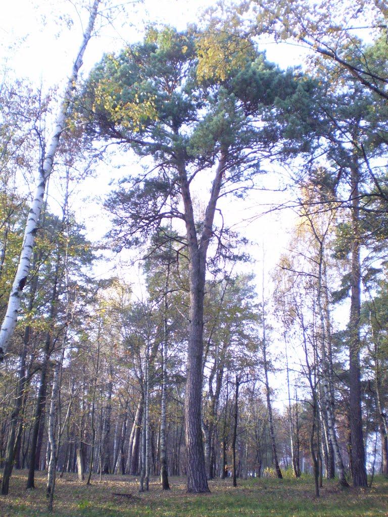 Воютин з panoramio.com - Воютин