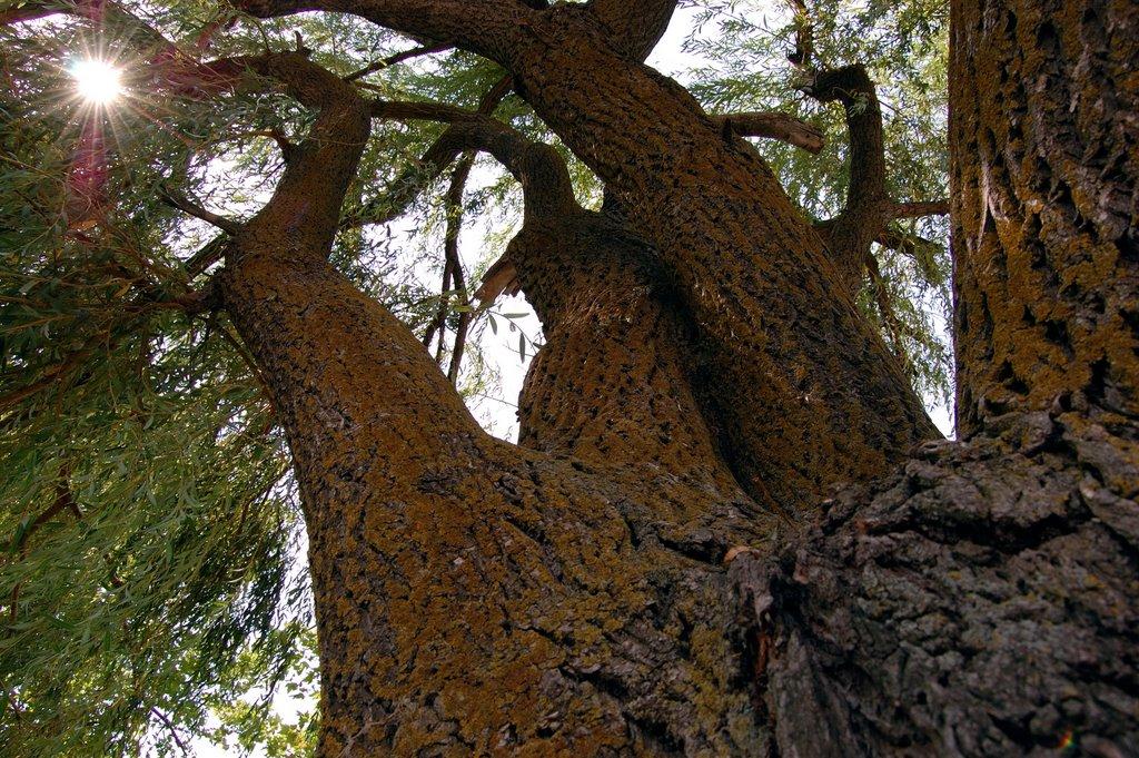 Ромашкине з panoramio.com - Ромашкине