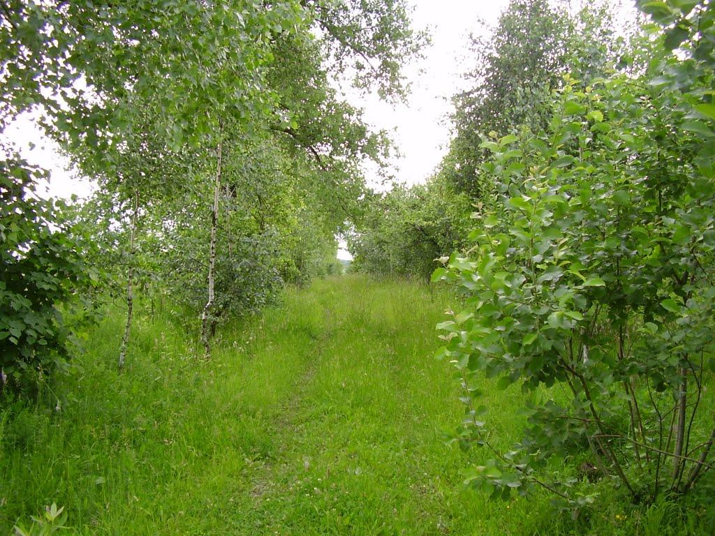 Коржівці з panoramio.com - Коржевцы