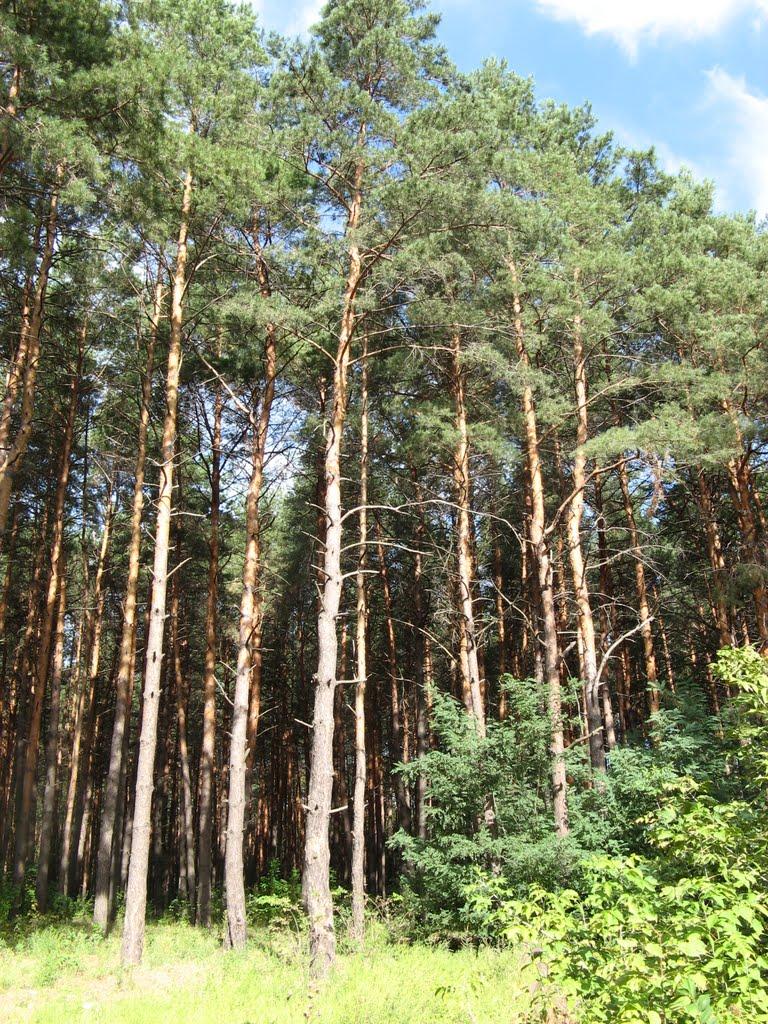 Красноград з panoramio.com - Красноград