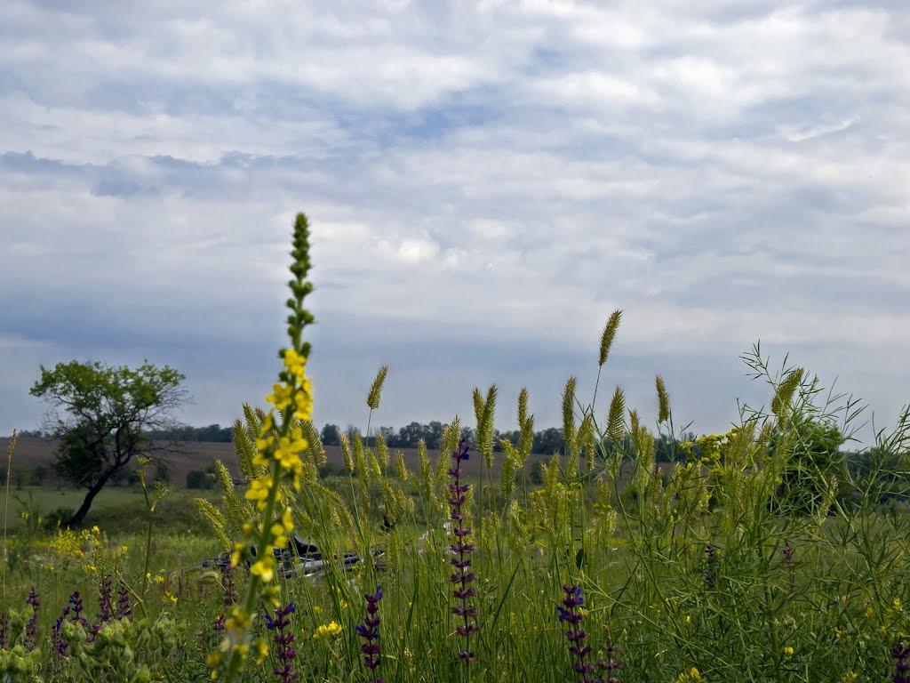 Тернуватий Кут з panoramio.com (ч.2) - Тернуватый Кут