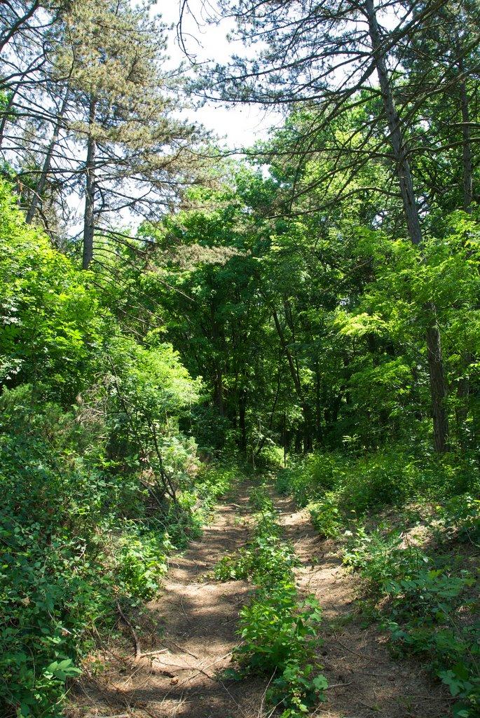 Зелений Гай з panoramio.com - Зелений Гай