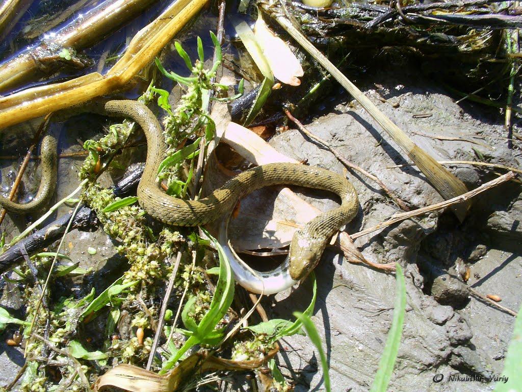 Маяки з panoramio.com - Маяки