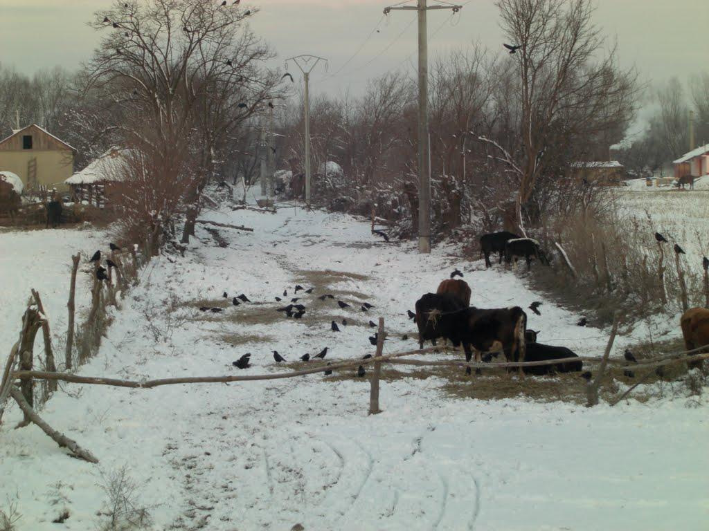 Матроська з panoramio.com - Матросская