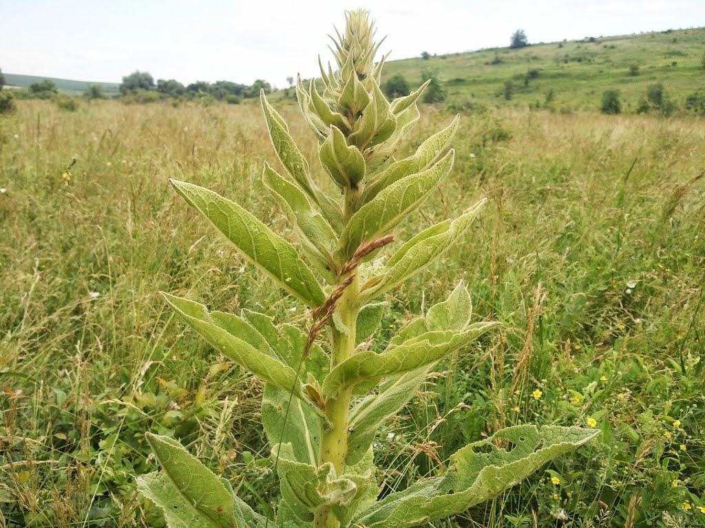 Новоукраїнка з panoramio.com - Новоукраїнка