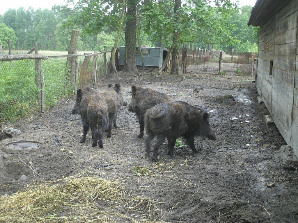 Рудня-Городищенська з panoramio.com - Рудня-Городищенська