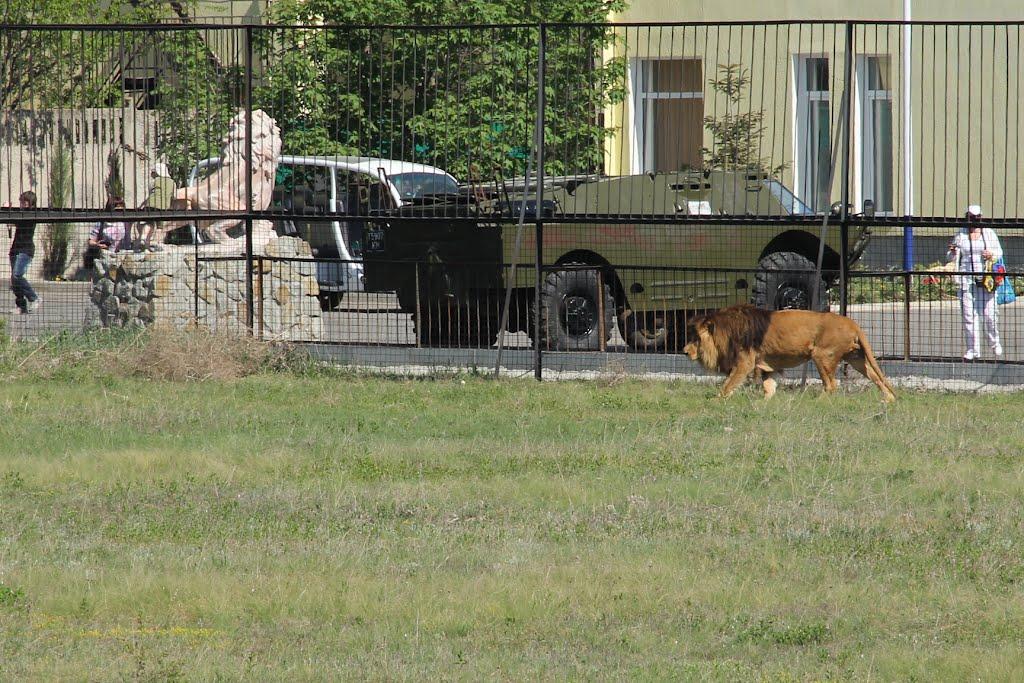 Білогірськ з panoramio.com - Білогірськ