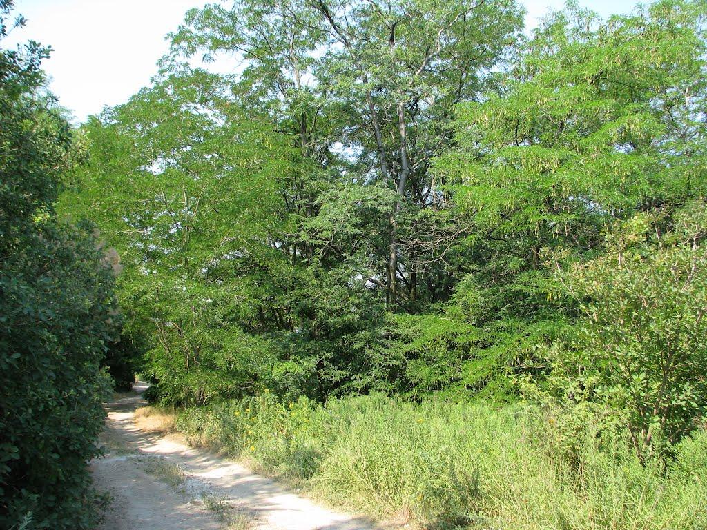 Юр'ївка з panoramio.com - Юр'ївка