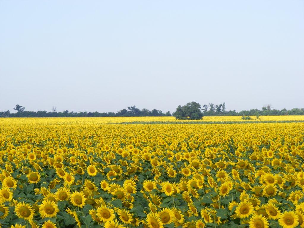 Новоселівка з panoramio.com - Novoselivka