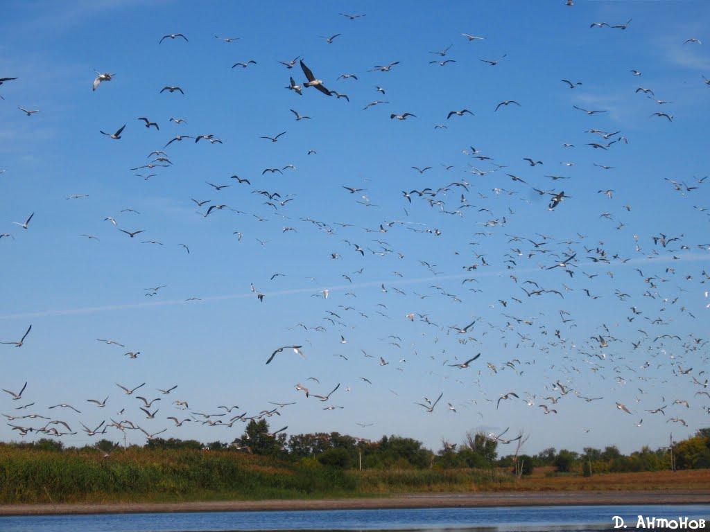 Базарове з panoramio.com - Базарове