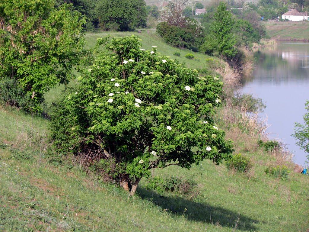 Новокурське з panoramio.com - Новокурське