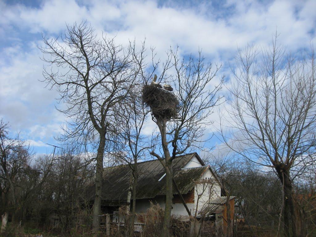 Грабине з panoramio.com - Грабине