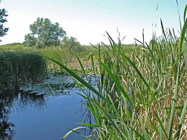 Литвинівка з panoramio.com - Литвиновка