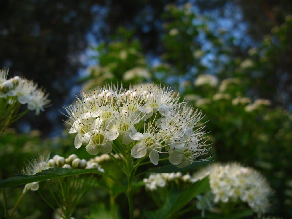 Березне з panoramio.com - Березное