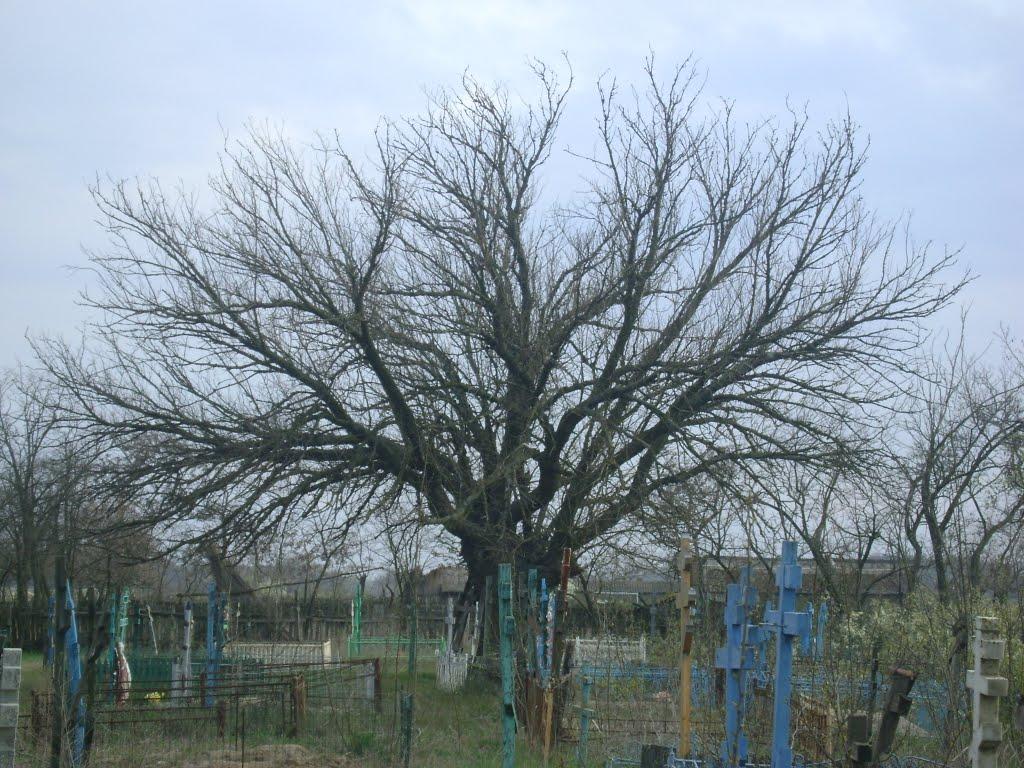 Вилкове з panoramio.com (ч.2) - Vylkove