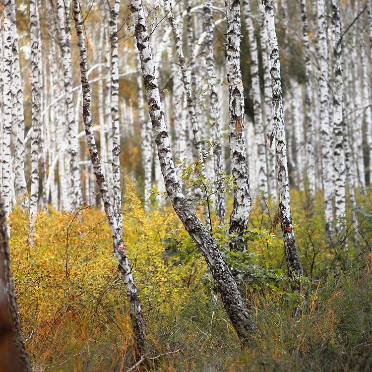 Романків з panoramio.com - Романків