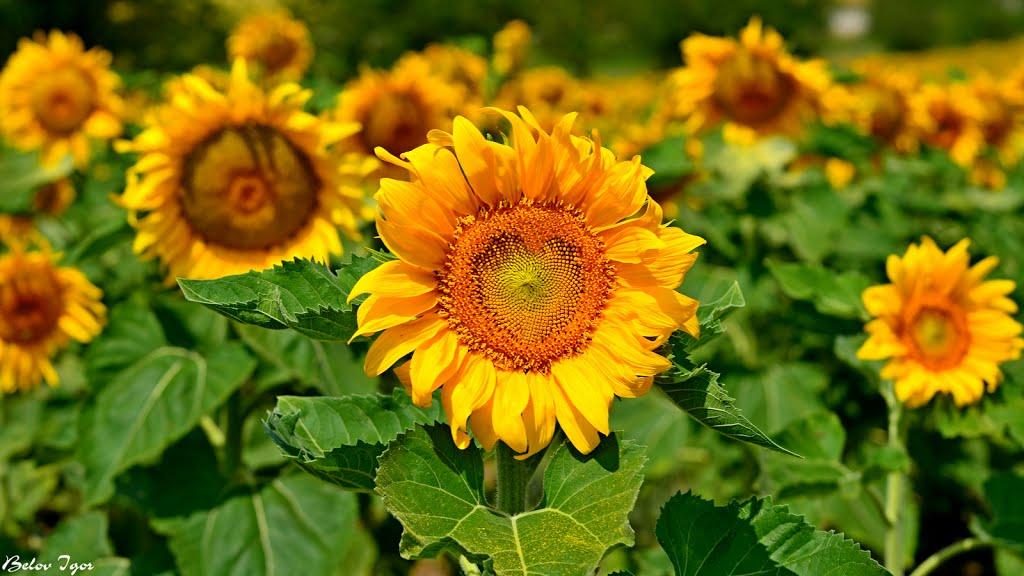 Болгарка з panoramio.com - Болгарка