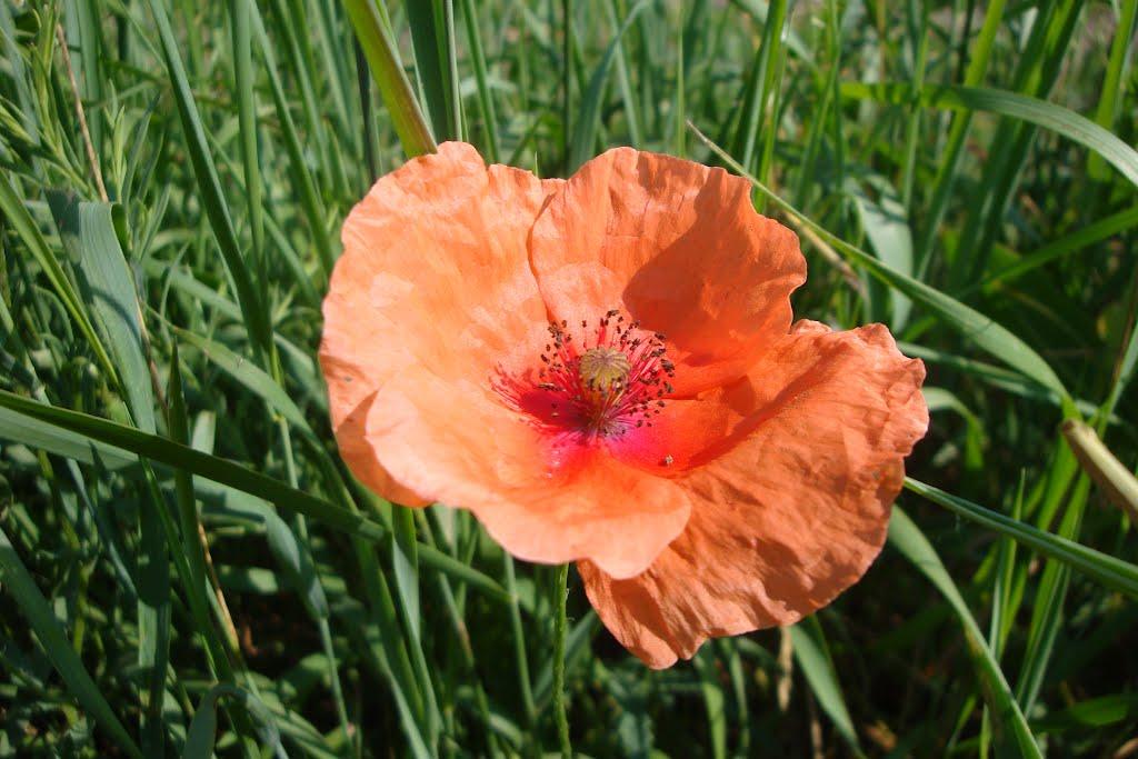 Мануйлівка з panoramio.com - Мануйлівка