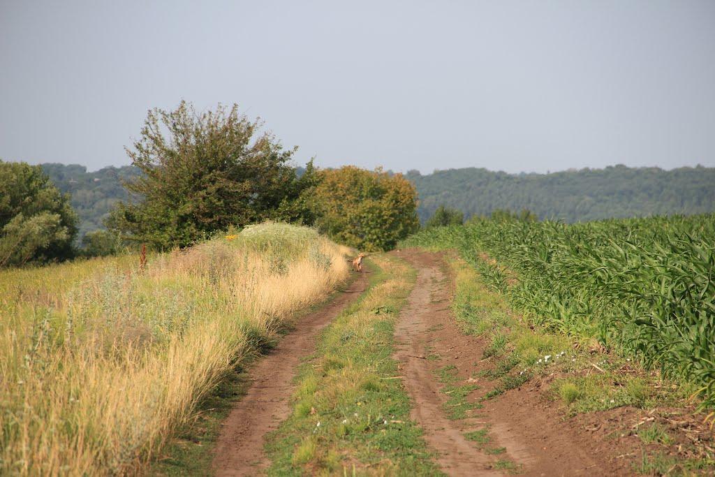 Холодне з panoramio.com - Холодне