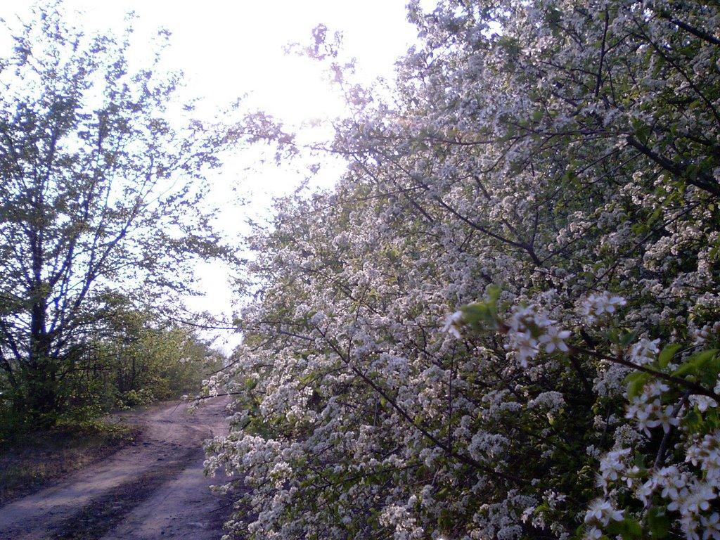 Макове з panoramio.com - Макове