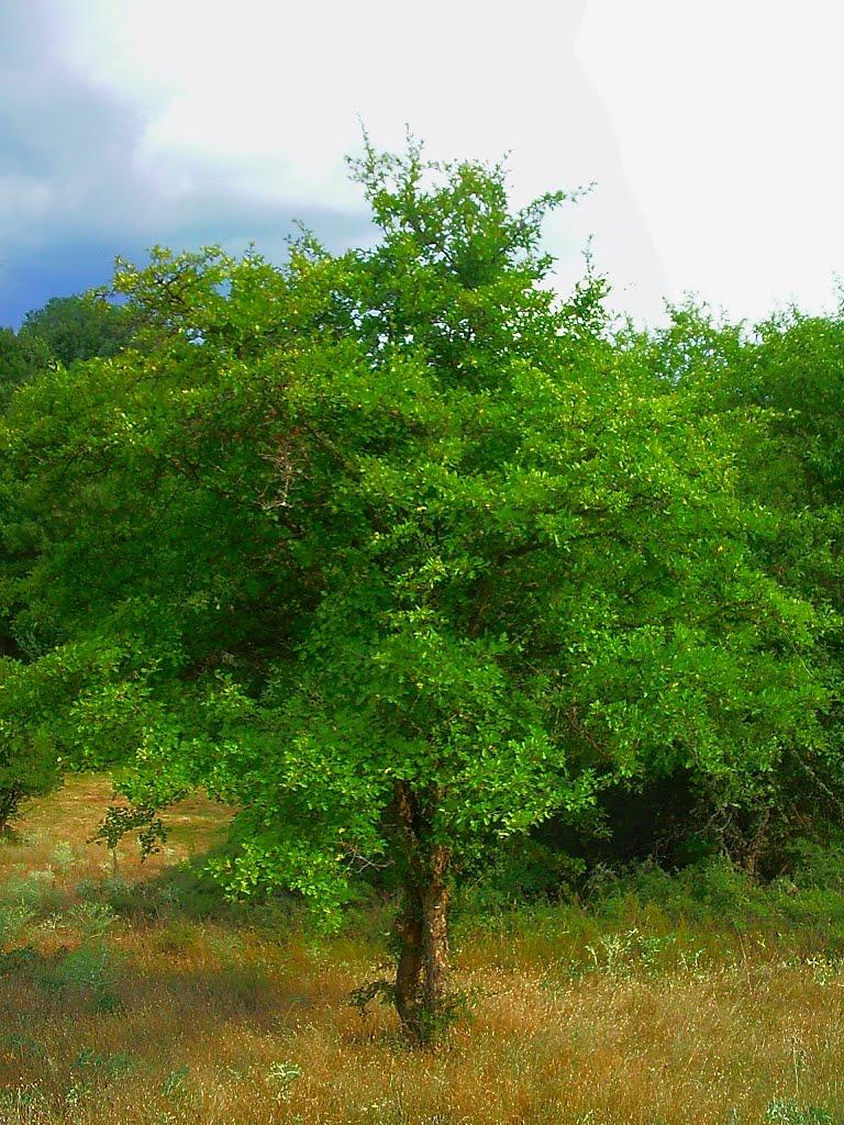 Голубинка з panoramio.com - Golubynka