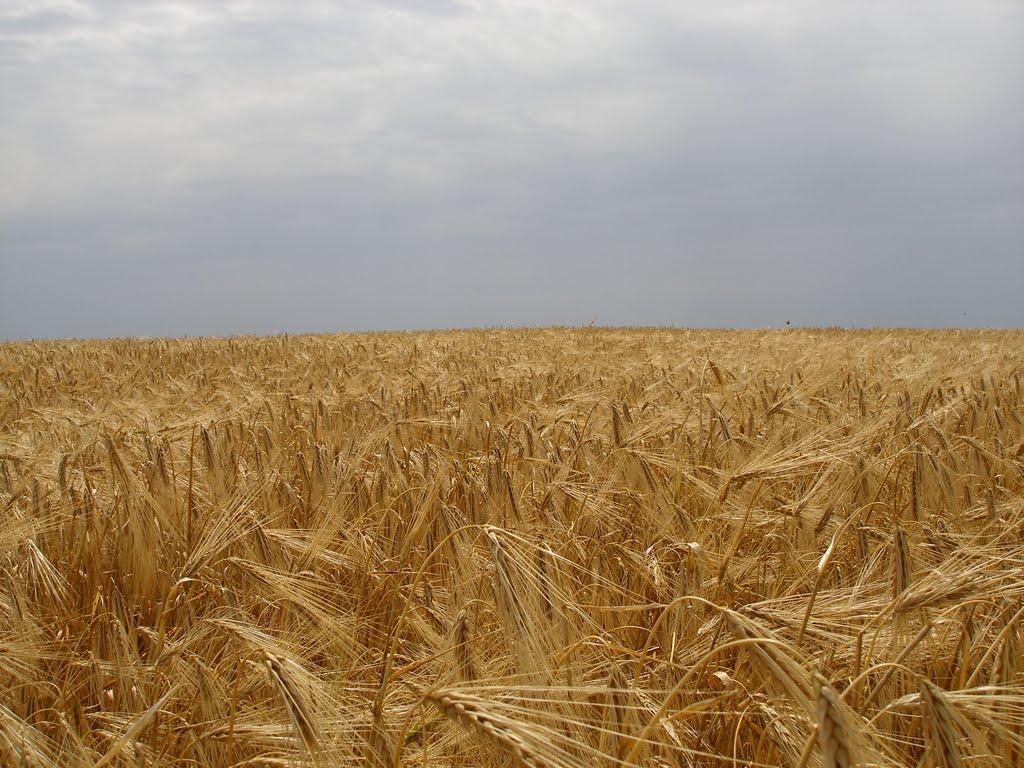 Дружелюбівка з panoramio.com - Дружелюбівка