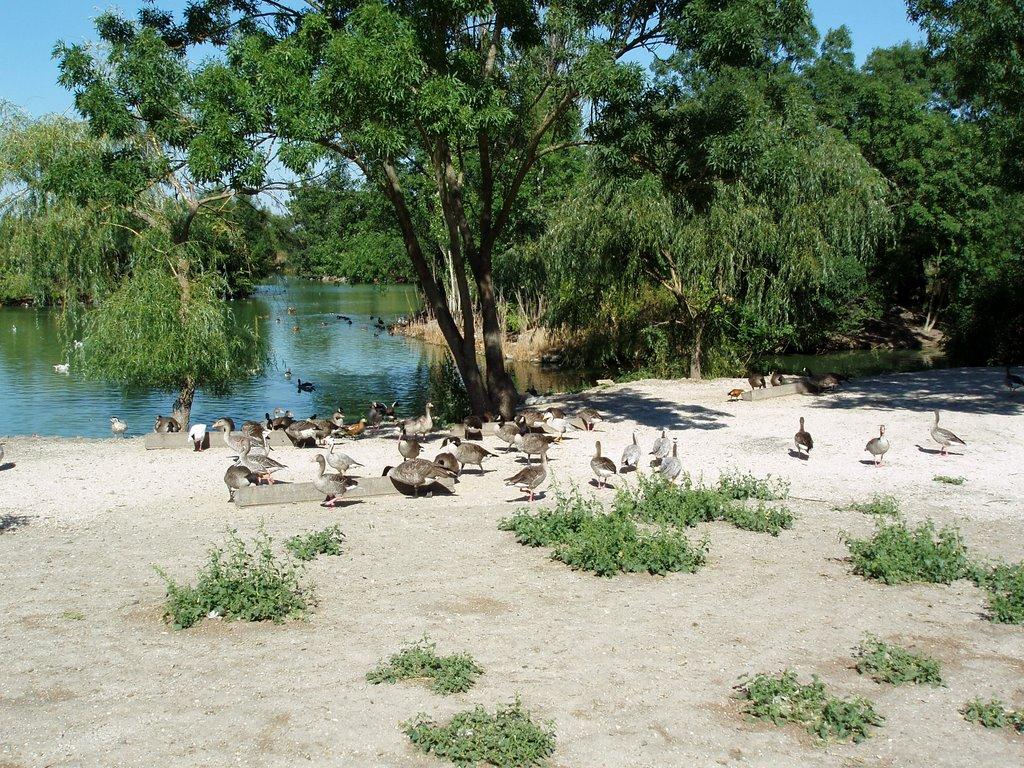 Асканія-Нова з panoramio.com - Askaniya-Nova