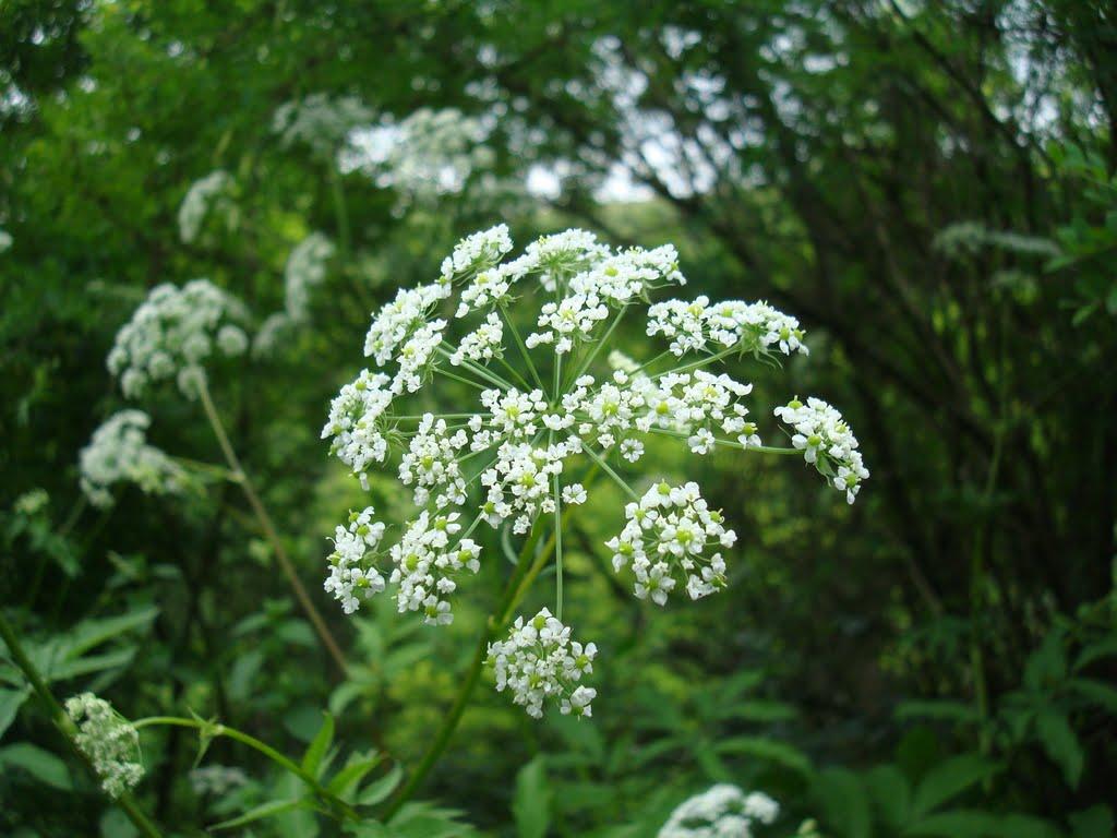 Вільховець з panoramio.com - Вільховець