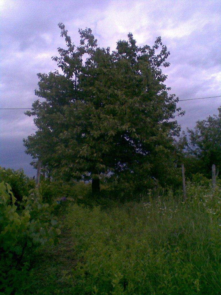 Астей з panoramio.com - Астей