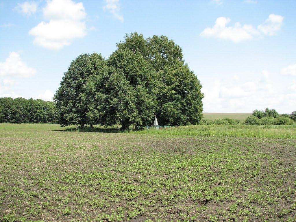 Давидківці з panoramio.com - Давидківці