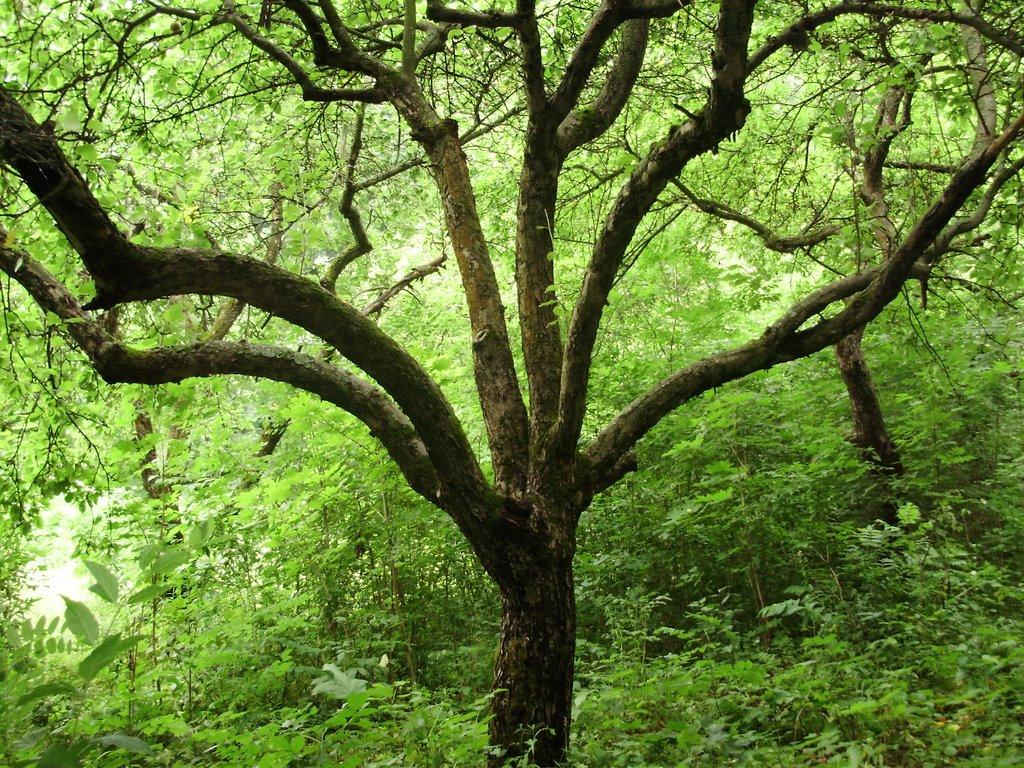 Пекарі з panoramio.com - Пекари