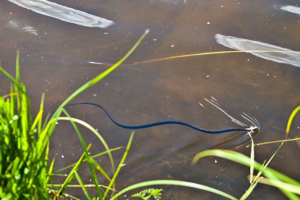 Першотравневе з panoramio.com - Першотравневе