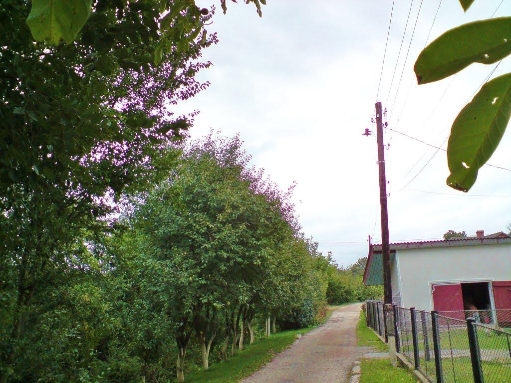 Бережани з panoramio.com - Бережаны