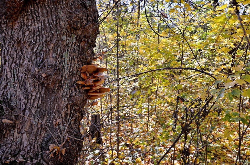 Гірницьке з panoramio.com - Гірницьке