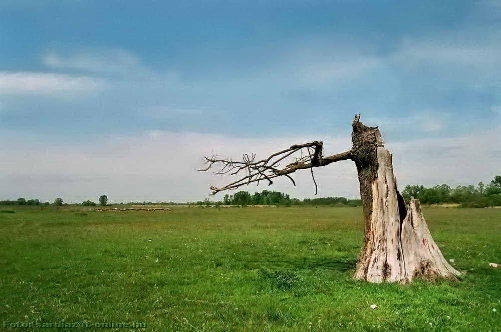 Велика Паладь з panoramio.com - Великая Паладь